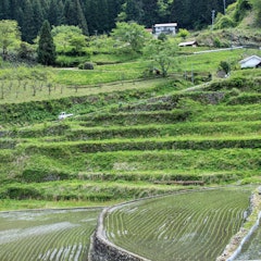 [Image2]Terraced rice fields of Machu Picchu Ini in Hiroshima❁.｡.:*:.｡.✽.｡.:*:.｡.❁.I was healed by the green
