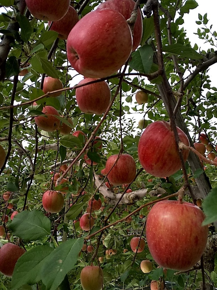 [画像1]青森は紅くなったリンゴの収穫が終わると厳しい冬になります。
