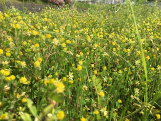 [이미지2]강 근처에는 작은 노란 꽃이 많이 피었습니다