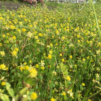 [画像2]川の近くに黄色い小さな花がたくさん咲いていました