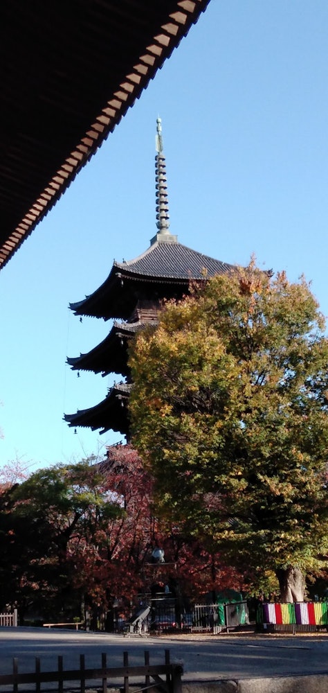 [이미지1]형형색색의 단풍 한가운데에 서 있는 오층탑