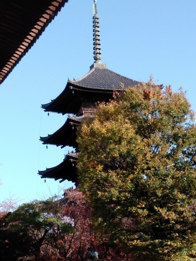[Image1]A five-storied pagoda standing in the midst of colored autumn leaves