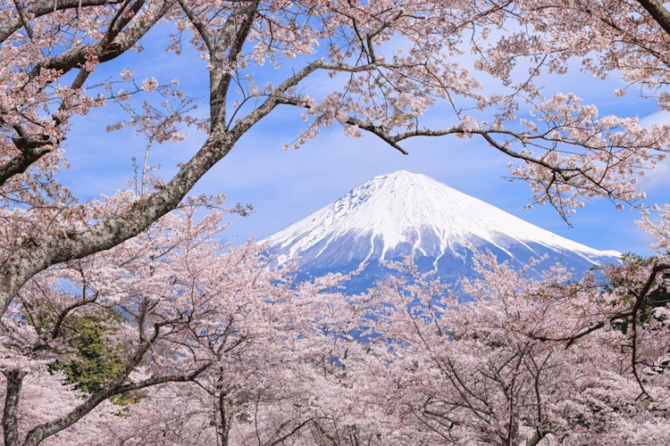 [画像1]来週、再来週辺りには富士宮 大石寺の桜が見頃になるかと思います🌸🗻