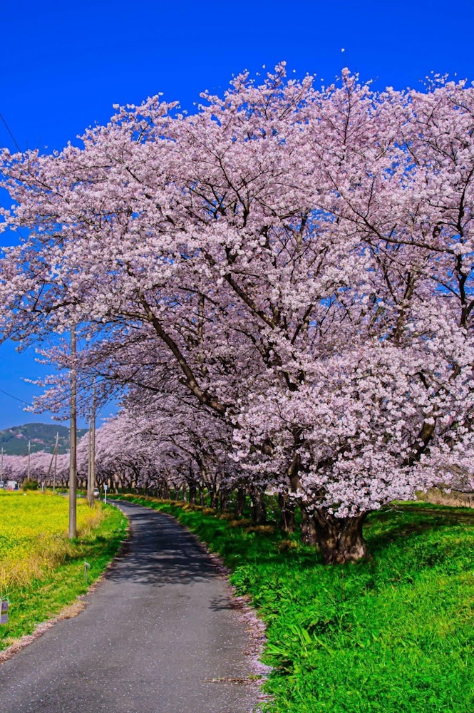 [相片1]宮谷川的一排排櫻花樹我早上第一件事就是來壟斷櫻花。在埼玉縣彥岐郡冉山