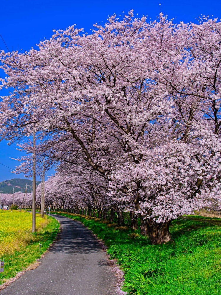 [Image1]Rows of cherry blossom trees in Miyakoku RiverI came to monopolize the cherry blossoms first thing i