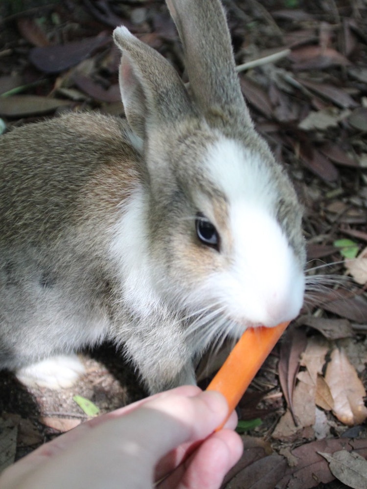 [相片1]說到我們想在2023年推薦的日本觀光景點它是廣島縣竹原市的「奧之島」又名「兔子島」！曾經有毒氣工人，所以也是一座有著悲慘歷史的島嶼，目前，它被指定為國家公園，以擁有約500~600隻兔子而聞名。您可以