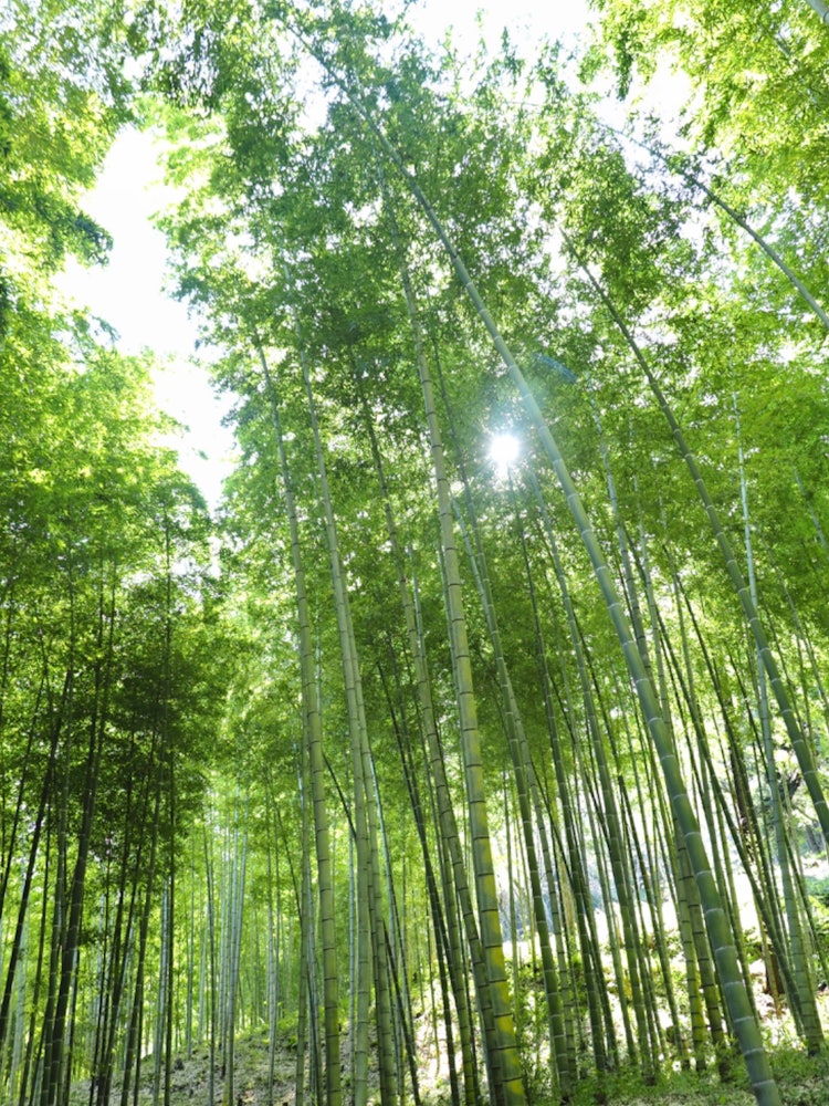 [Image1]A bamboo forest in Ibaraki Flower Park in Ishioka City, Ibaraki PrefectureThe vast park is dotted wi