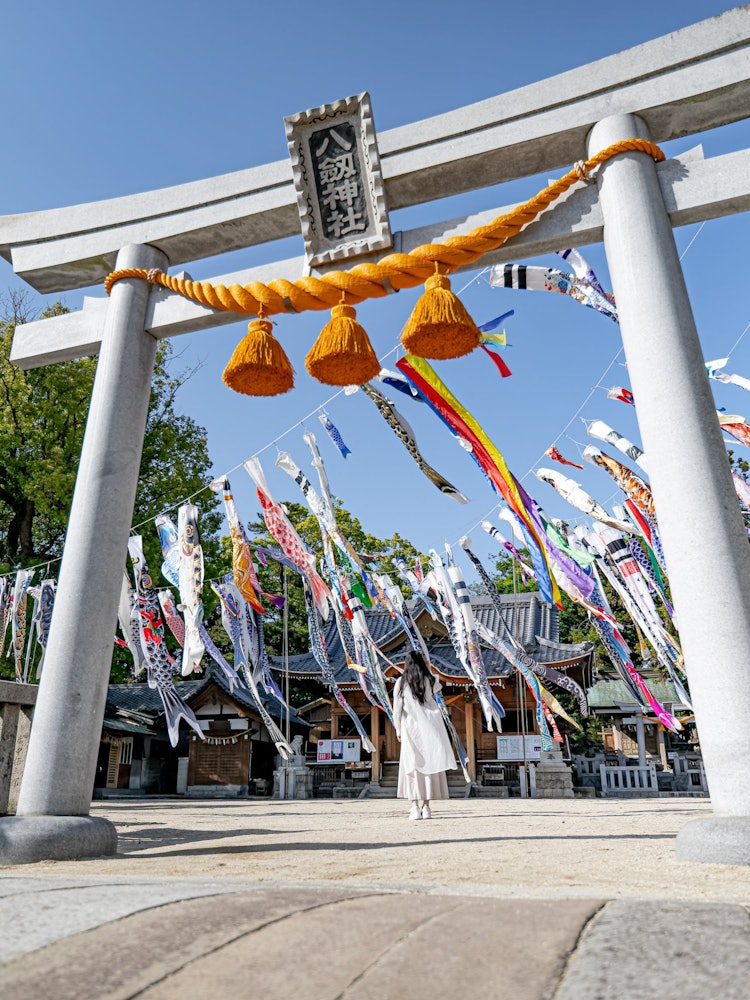 [画像1]あまり知られてないのですが愛知県蒲郡市にある八剱神社の鯉のぼりがすごいですとにかくたくさんの数が風に乗って一斉になびく姿は必見です