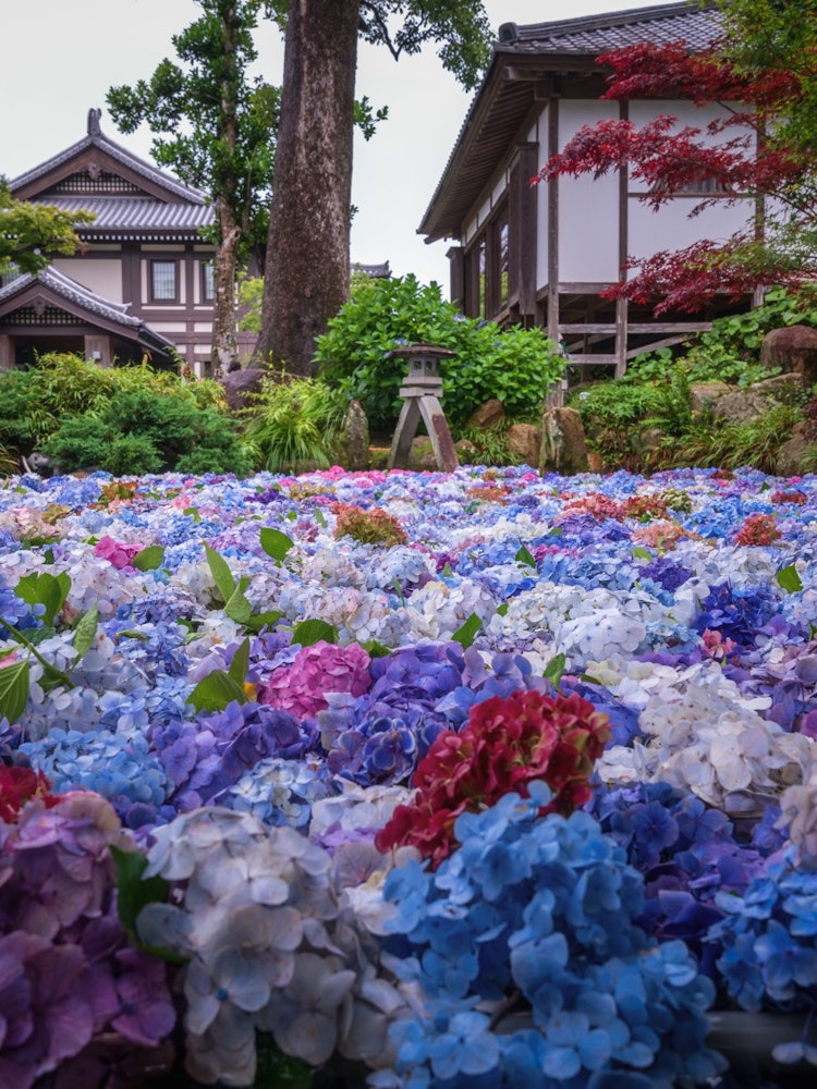 [Image1]Ibaraki Hydrangea of Ubiki KannonEarly Summer Traditions