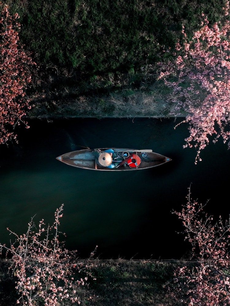 [이미지1]모자를 쓴 뱃사공과 벚꽃이 일본의 원래 풍경을 연상시키는 장면을 연출했습니다.* 주로 뱃사공이 손질합니다.미에현 마쓰사카시 가사마츠 가와즈 벚꽃길* 뱃사공 상공을 비행할 수 있는 