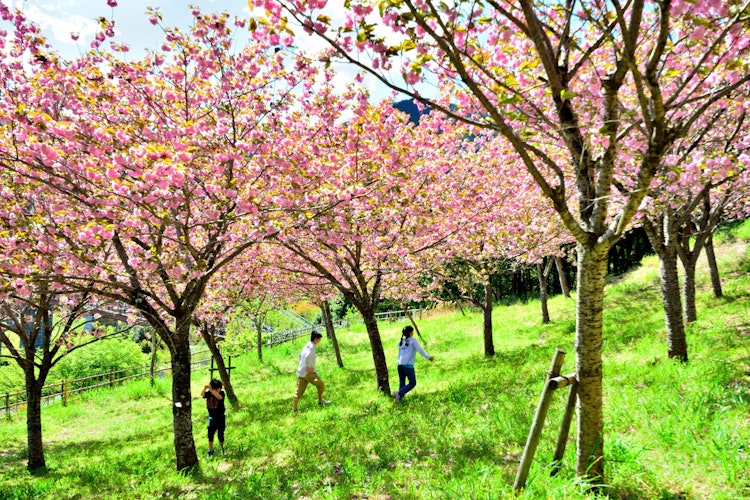 [이미지1]하다노 토가와 공원의 야에 벚꽃이 만개했습니다.하다노시, 가나가와 현립 하다노 토가와 공원 2021년 4월 18일에 찍은 사진