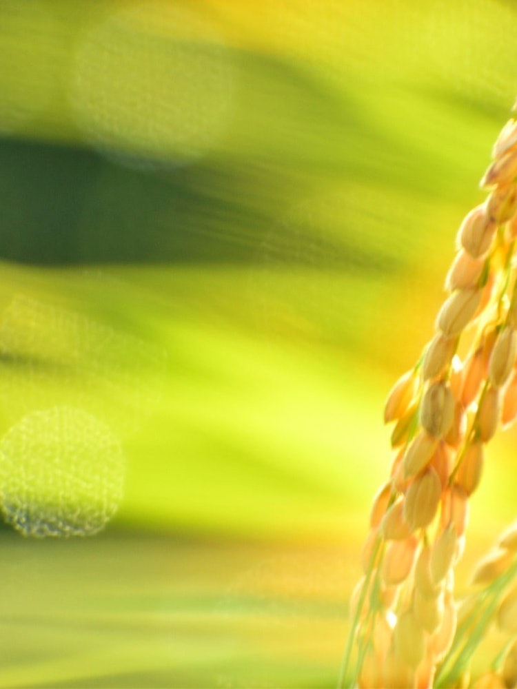 [Image1]Ears of rice shining in the morningRice harvesting will soon flourishFruiting autumnI am grateful