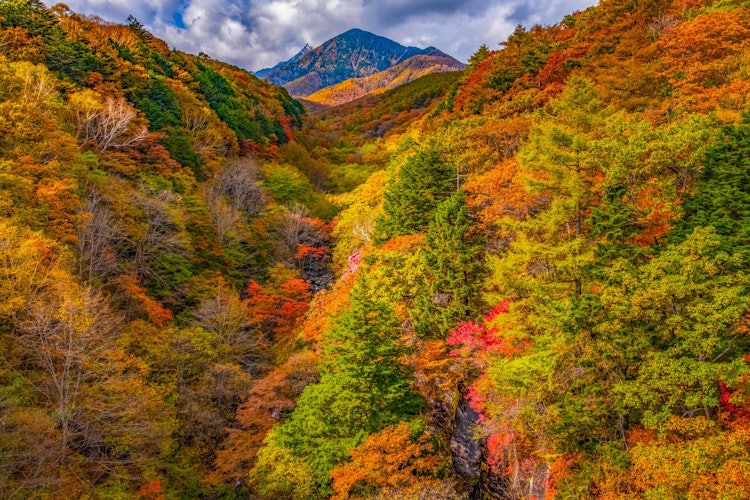 [Image1]The autumn leaves of Yatsugatake seen from the Kiyosato Highland are a masterpiece.