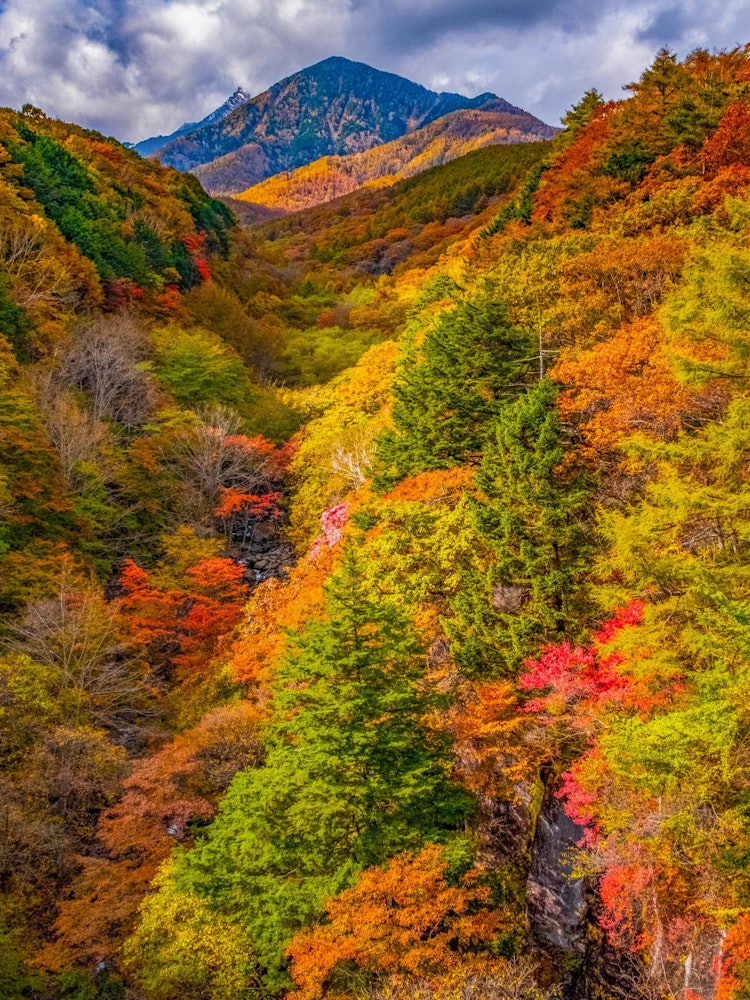 [Image1]The autumn leaves of Yatsugatake seen from the Kiyosato Highland are a masterpiece.