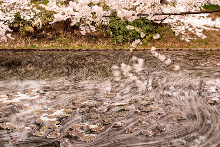 [Image1]Cherry blossom petals drifting through the moat while hesitating from lotus flowers.