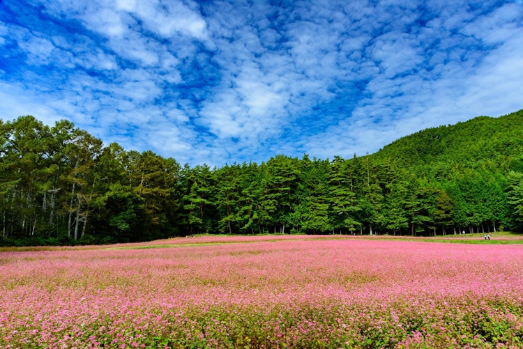[相片1]長野縣箕輪町的赤蕎麥面之裡被推薦為秋季的絕佳景觀。 秋天晴朗的天空和紅色的花朵之間的對比是驚人的。