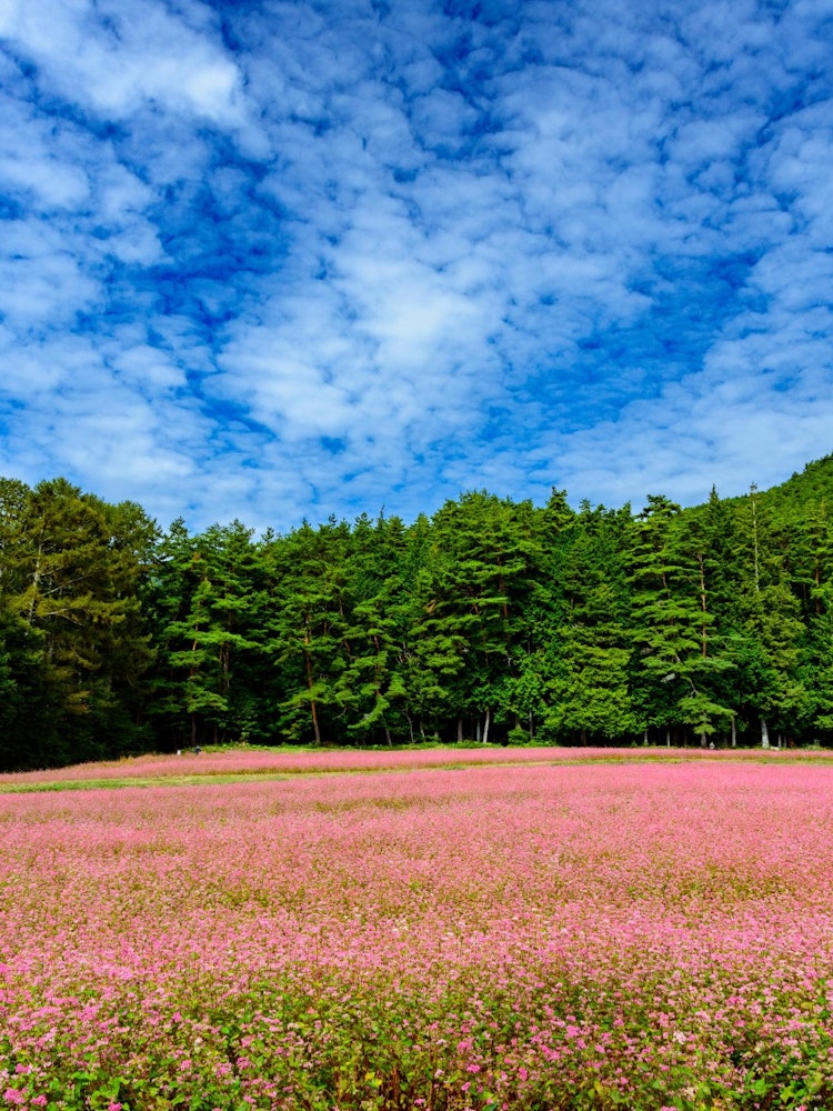 [이미지1]나가노현 미노와마치에 있는 아카소바노사토는 가을에 방문하기 좋은 절경으로 추천합니다. 맑은 가을 하늘과 붉은 꽃의 대비가 놀랍습니다.