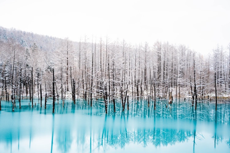 [이미지1]일본의 겨울이라고 들었을 때, 홋카이도의 설국이 떠올랐습니다.#홋카이도의 비에이는 푸른 연못으로 유명합니다.신비한 푸른 연못과 순수한 눈의 대조는 매우 아름다웠습니다.