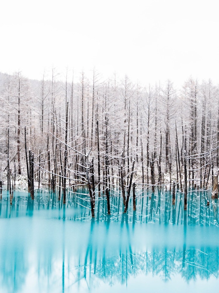 [이미지1]일본의 겨울이라고 들었을 때, 홋카이도의 설국이 떠올랐습니다.#홋카이도의 비에이는 푸른 연못으로 유명합니다.신비한 푸른 연못과 순수한 눈의 대조는 매우 아름다웠습니다.