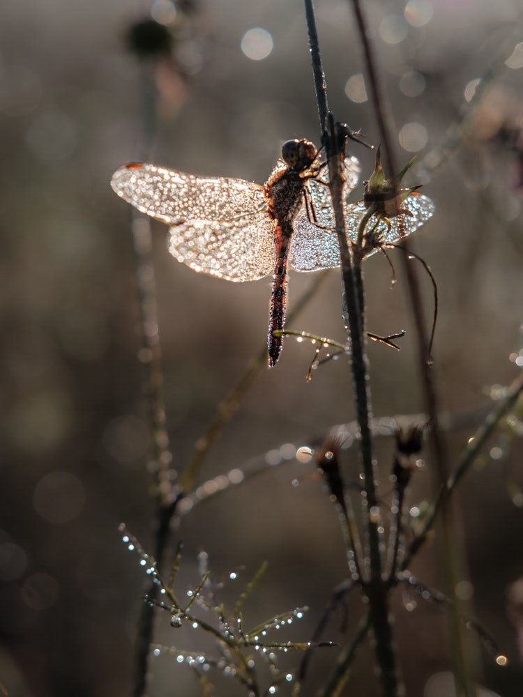 [Image1]A cold late autumn morning. The morning dew on the dragonflies made me feel the end of autumn.
