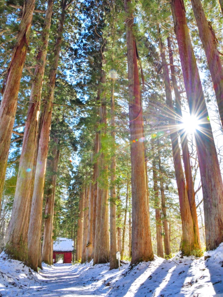 [相片1]冬天的戸隠神社通往奥社的雪松树看起来更凉爽了。奥社在冬天关闭，所以我想在春天参观它。