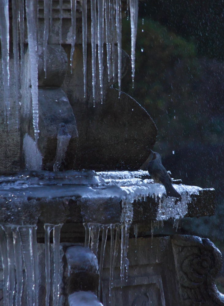 [相片1]冬天的日比谷公园里，鸟儿盯着冰面