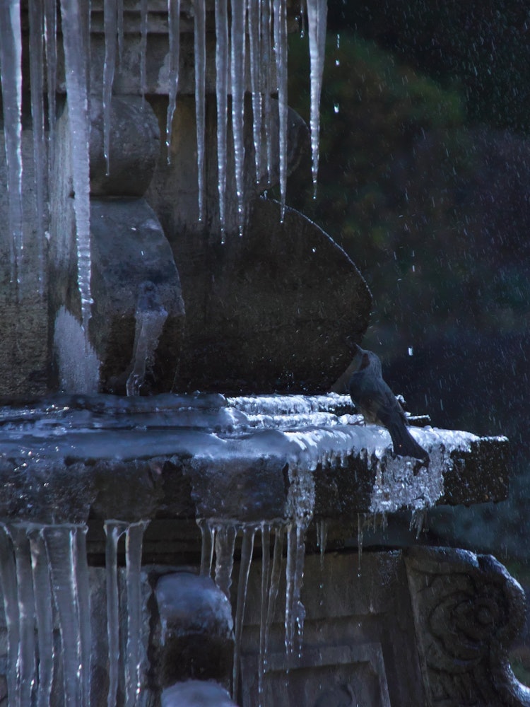 [Image1]In Hibiya Park in winter, birds staring at the ice