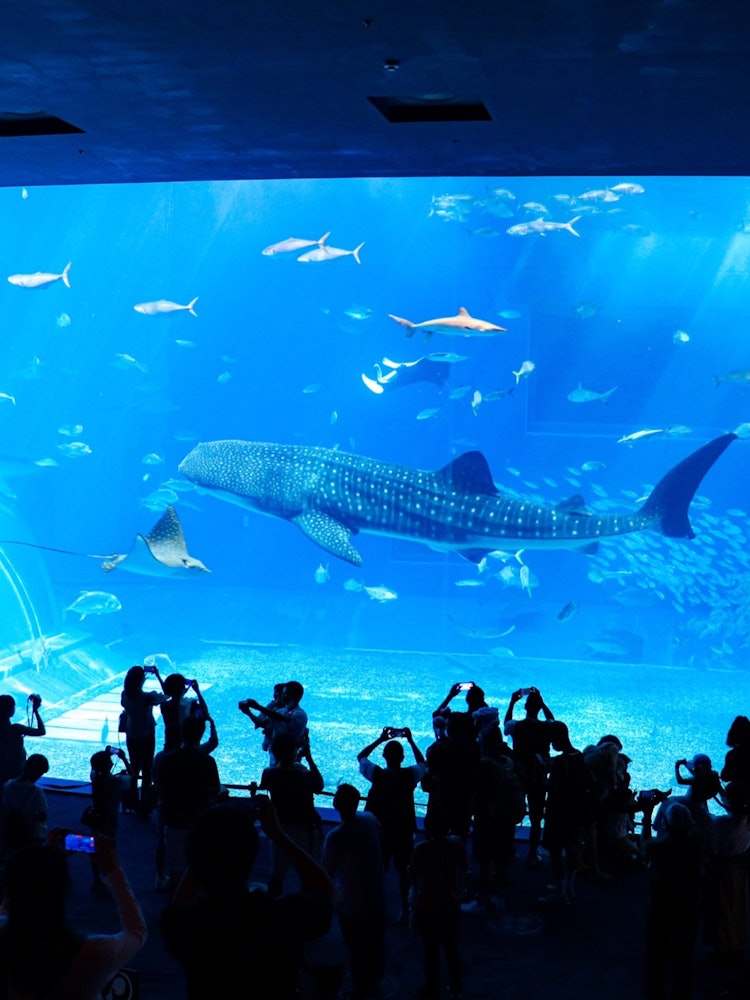 [Image1]Okinawa Churaumi AquariumHe came to the center at the right time.
