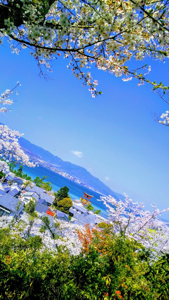 [相片1]前几天，广岛县在一篇网络文章中被评为“樱花名胜地”第一名一件面向宫岛严岛神社的大鸟居（神社大门）大门，上面开着樱花。