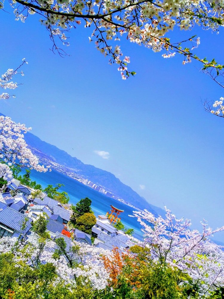 [画像1]先日、ネット記事で「桜の名所」として第一位になった広島県宮島・厳島神社の大鳥居を桜と臨む1枚。