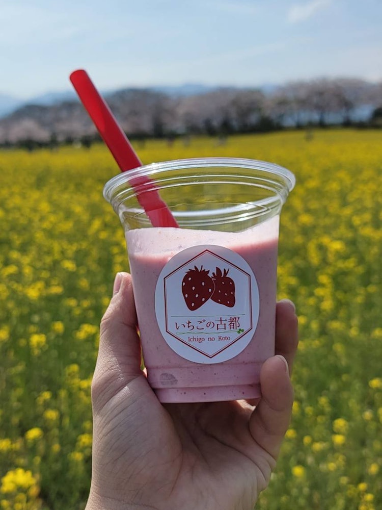 [Image1]Fujiwara-no-miya ruinsRape blossoms and cherry blossomsAnd a smoothie with ancient Chinese strawberr
