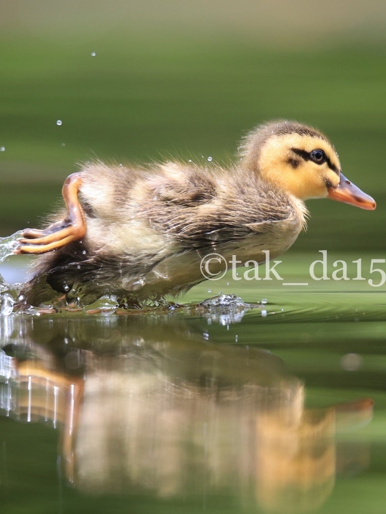 [Image1]The sight of the duck chicks swimming desperately is both cute and powerful.