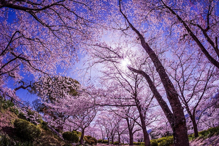 [이미지1]오카야마시에 있는 한다야마 식물원.오카야마 시내를 내려다 보는 햇볕이 잘 드는 한다산의 구릉 지대에 위치하여 약 800 그루의 왕벚나무를 즐길 수 있습니다.