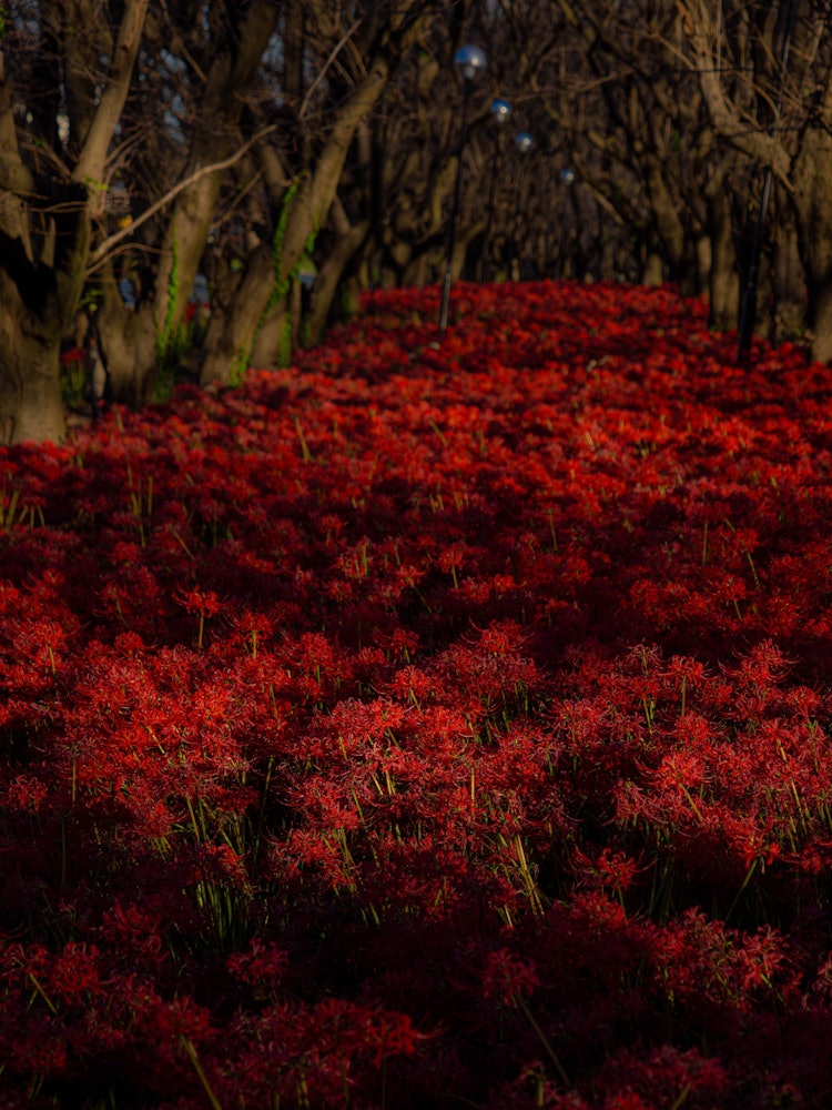[相片1]早上去权元堂公园今年因为天气炎热，已经很晚了，但到了10月，地毯终于变成了鲜红色。埼玉县有许多著名的红彼岸花景点。