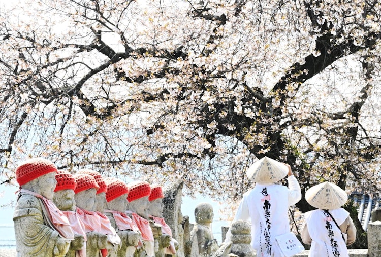 [이미지1]장소: 에히메현 이마바리시 고쿠분지(国文寺)만개한 벚꽃, 순례자와 지장의 콜라보레이션