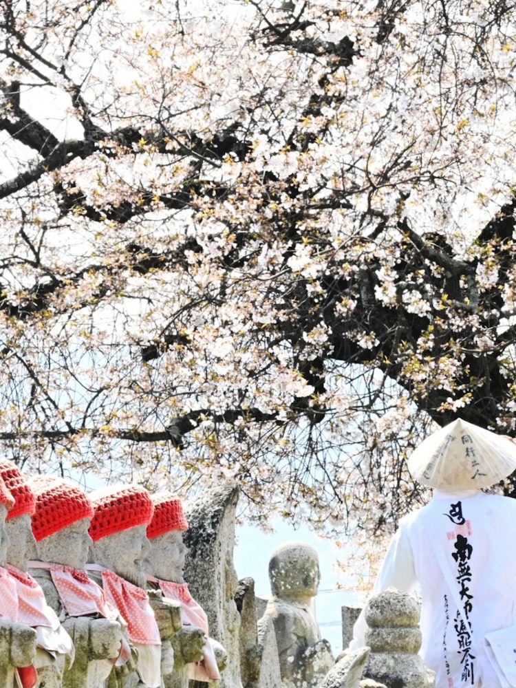 [Image1]Location: Kokubunji Temple in Imabari City, Ehime PrefectureCollaboration between cherry blossoms in