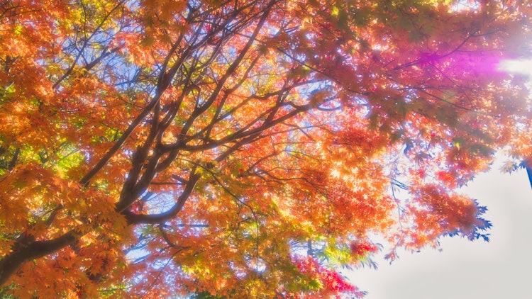 [相片1]在阳光明媚的秋日拍摄的枫树。 使用镜头滤镜[柔软的花式滤镜]拍摄会产生蓬松的氛围。 阳光明媚的x秋叶搭配得很好，让你看着很开朗。
