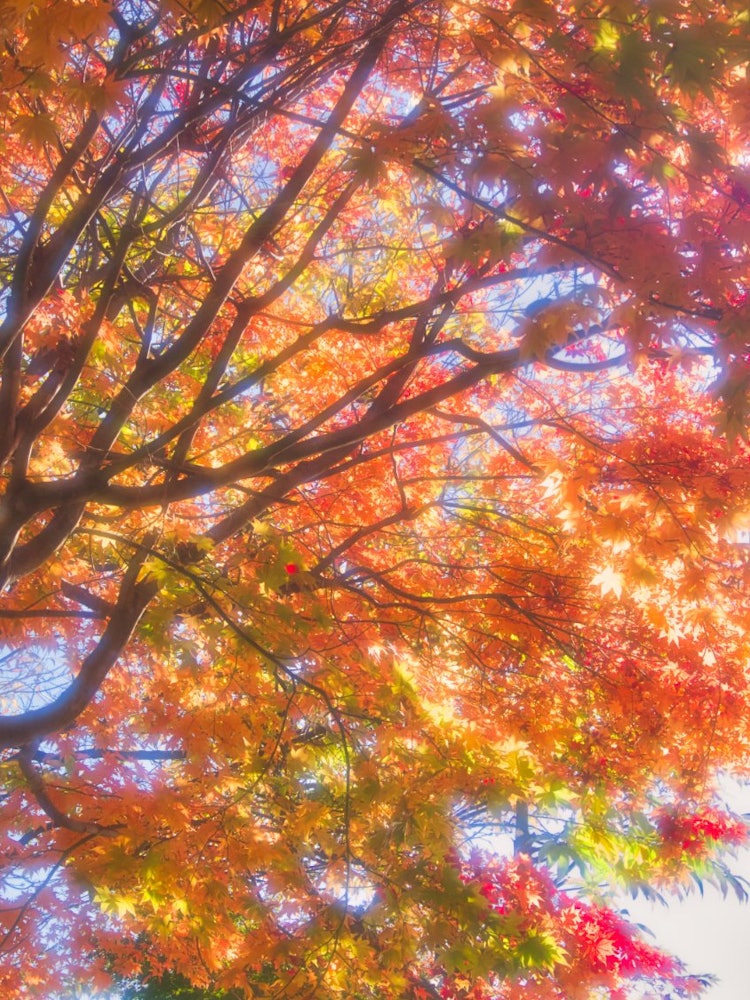 [Image1]Maple tree taken on a sunny autumn day. Shooting with a lens filter [soft fancy filter] creates a fl