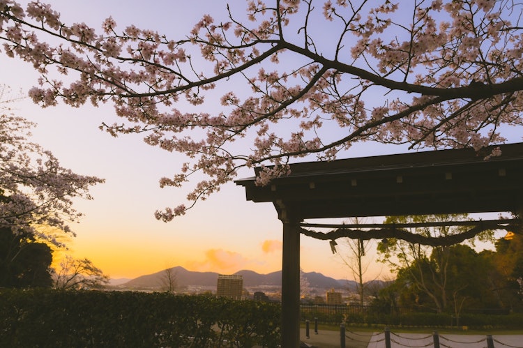 [이미지1]아이치현 이누야마시에 있는 이누야마성에서 촬영석양 벚꽃입니다하늘과 벚꽃이 아름다웠습니다.