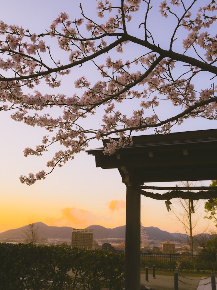 [Image1]Photographed at Inuyama Castle in Inuyama City, Aichi PrefectureIt's a sunset cherry blossomThe sky 