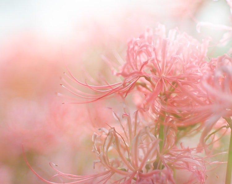 [画像1]埼玉県 吉見町 さくら堤公園の彼岸花です。ここはいろいろな色の彼岸花があり、見応えがあります♡ᵕ̈*⑅୨୧今回は光×彼岸花をテーマに撮っています❀