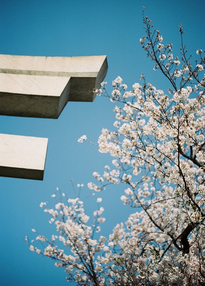 [相片1]《日本之春》当地神社的樱花上帝先生它不是一个著名的旅游目的地。只有当地人前来参拜的神社。无需人工干预即可自由绽放的樱花非常漂亮。更何况时间很短。