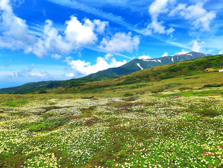 [相片1]钦古玛在大雪山脚下蔓延开来。等待晚解冻，它们一下子开花。这是一个壮观的景象。