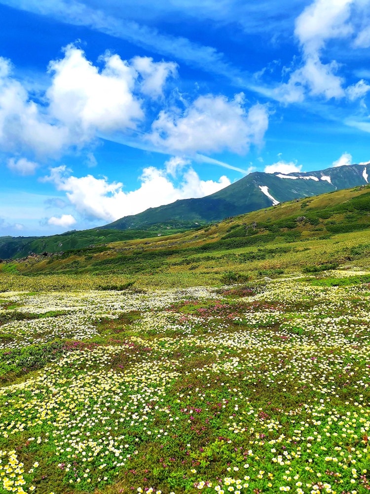 [Image1]Chingulma spreads out at the foot of Daisetsuzan Mountain.Waiting for the late thaw, they bloom all 