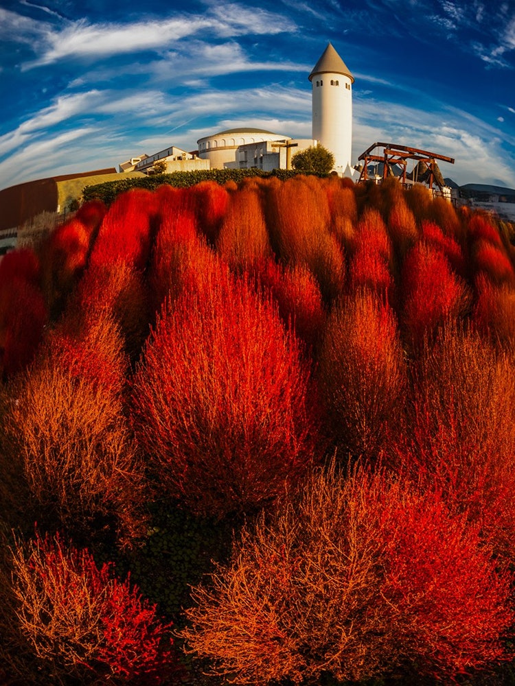 [画像1]岡山市南区にある農業公園「岡山市サウスビレッジ」のコキアが綺麗に紅葉していました。
