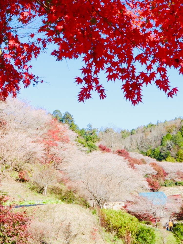 [이미지1]아이치현 도요타시 오바라무라에 있는 벚꽃 마을입니다.사계절 벚꽃의 개화시기는 가을이기 때문에 단풍과 벚꽃을 함께 볼 수 있는 곳은 일본에서 유일합니다.