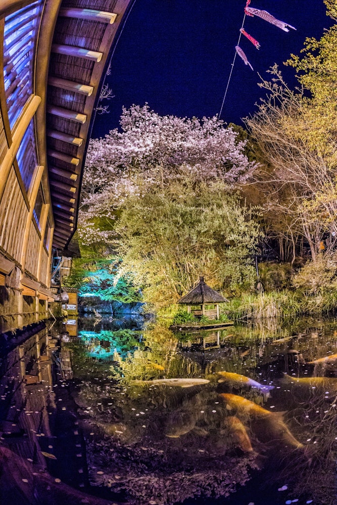 [이미지1]야마구치 현의 레스토랑에서 Irori Bandit. 일본은 정원, 벚꽃, 잉어, 잉어 깃발로 집을 채우려고했습니다.
