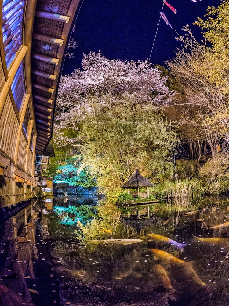 [相片1]在山口县的一家餐馆里，伊吕里强盗。 日本试图用花园、樱花、鲤鱼和鲤鱼飘带塞满房子。