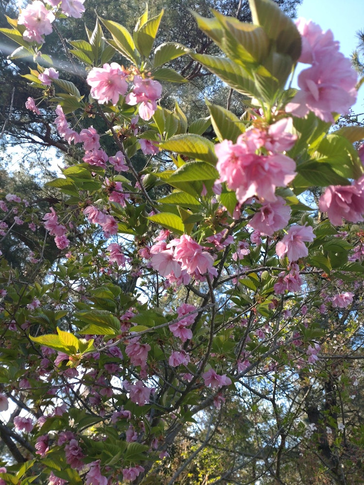 [Image1]It was blooming in the parking lot on the way to the drive ✿