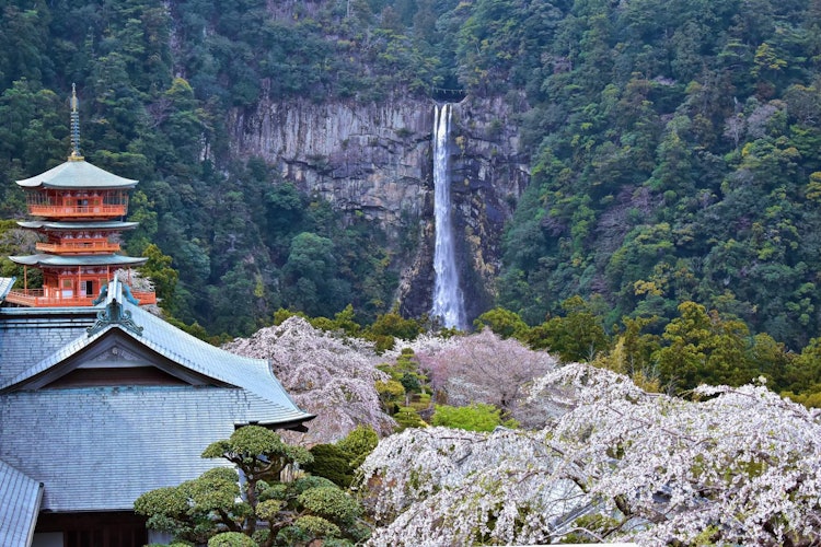 [Image1]The nachi waterfall is one of the most famous waterfall in Japan. Its really very beautiful. The com